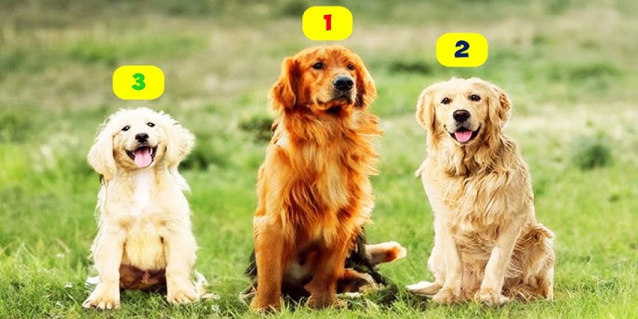 Mini Golden Retriever vs. Golden Retriever: A Comparative Guide