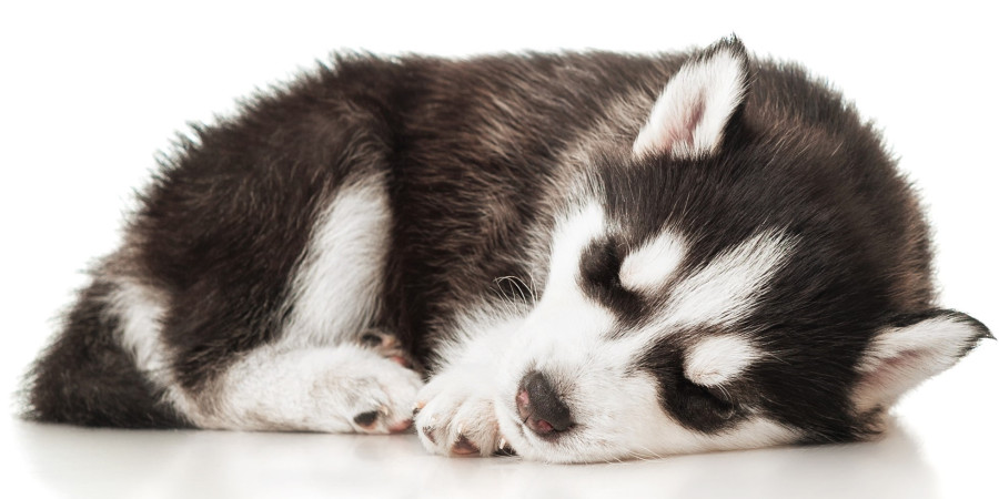 Sleeping Huskies: How Much Shut-Eye Do these Energetic Dogs Need?