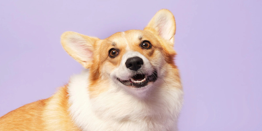 Bathing Your Corgi: A Guide to Frequency and Care