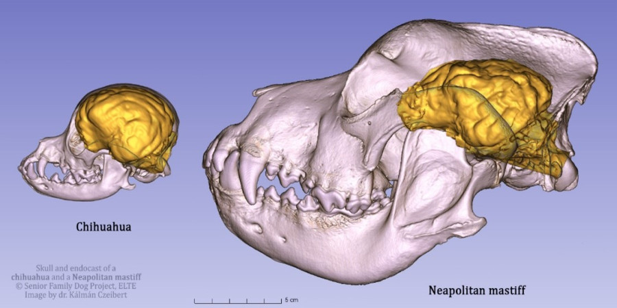 How Big is a French Bulldog's Brain? Understanding Brachycephaly and Canine Cognition